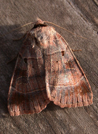 Pale-banded Dart